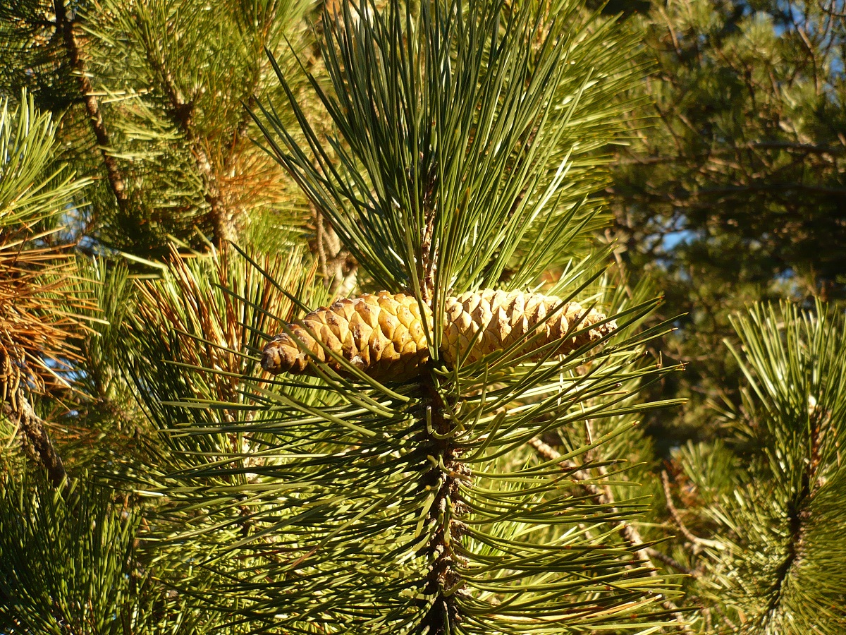 Pinus nigra subsp. nigra (Pinaceae)